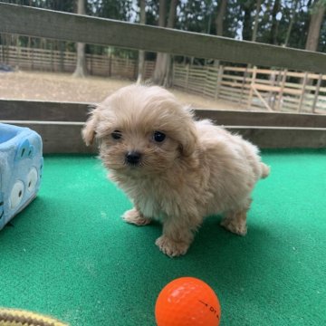 マルプー(トイプードル×マルチーズ)【茨城県・男の子・2025年10月17日・アプリコット】の写真「おっとりした性格の男の子です！」
