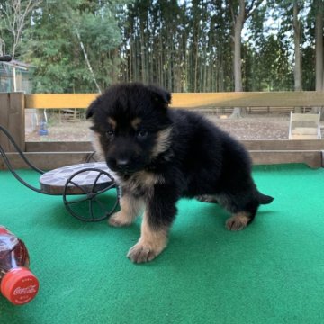 ジャーマン・シェパード・ドッグ【茨城県・男の子・2025年10月16日・ブラック&タン】の写真「おっとりした性格の男の子です！」