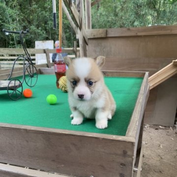 ウェルシュ・コーギー・ペンブローク【茨城県・女の子・2025年10月2日・レッド&ホワイト】の写真「おっとりした性格の子です！お父さんはDMクリア！」