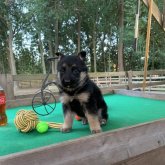 ジャーマン・シェパード・ドッグ