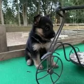 ジャーマン・シェパード・ドッグ【茨城県・女の子・2025年10月16日・ブラック&タン】の写真4