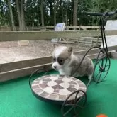 ウェルシュ・コーギー・ペンブローク【茨城県・男の子・2025年10月2日・レッド&ホワイト】の写真8