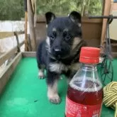 ジャーマン・シェパード・ドッグ【茨城県・女の子・2025年10月16日・ブラック&タン】の写真9