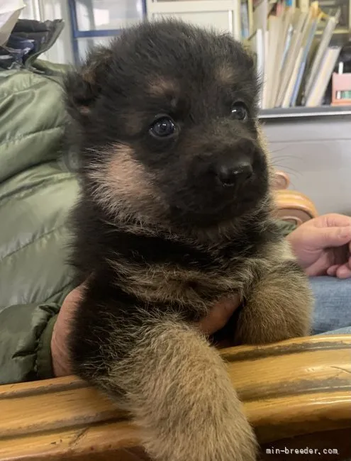 ID:2202-00550の子犬