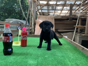 ラブラドールレトリバー【茨城県・女の子・2021年5月20日・ブラック】の写真「兄弟唯一の女の子です！」