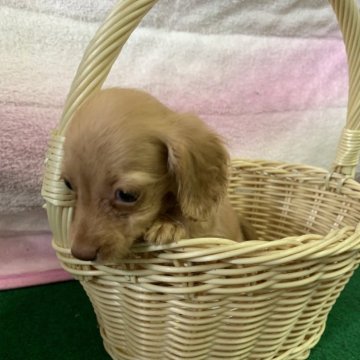 ミニチュアダックスフンド(ロング)【茨城県・女の子・2024年7月31日・ゴールド】の写真「優しい性格の女の子です！」