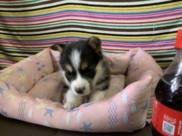 ウェルシュ・コーギー・ペンブローク【茨城県・男の子・2022年1月7日・ブラックタン&ホワイト】の写真「元気でいっぱいの男の子です！」