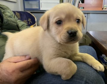 ラブラドールレトリバー【茨城県・男の子・2021年12月17日・イエロー】の写真「元気いっぱい遊ぶのが大好きな子です！」