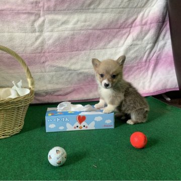 ウェルシュ・コーギー・ペンブローク【茨城県・女の子・2023年11月9日・レッド&ホワイト】の写真「とても元気な女の子です！」