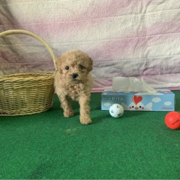 トイプードル(トイ)【茨城県・女の子・2023年11月16日・アプリコット】の写真「好奇心旺盛な頭のいい子です！」