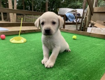 ラブラドールレトリバー【茨城県・男の子・2020年10月30日・イエロー】の写真「おっとりした優しい男の子です！」