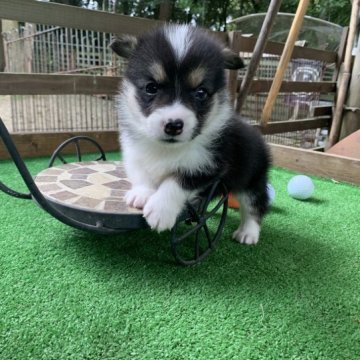 ウェルシュ・コーギー・ペンブローク【茨城県・女の子・2023年3月24日・ブラックタン&ホワイト】の写真「元気いっぱいの女の子です！」