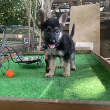 ジャーマン・シェパード・ドッグ【茨城県・男の子・2022年7月14日・ブラック&タン】の写真「元気いっぱいな男の子です！」