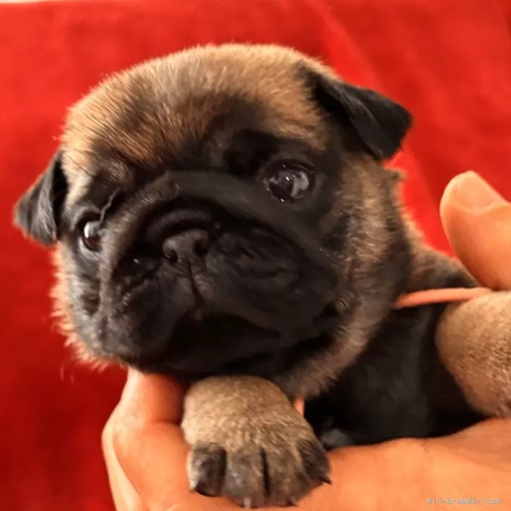 ID:2501-06663の子犬