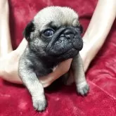 パグ