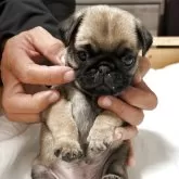 パグ