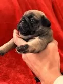 パグ【三重県・女の子・2025年1月6日・フォーン】の写真5