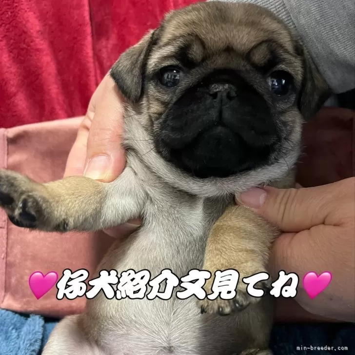 ID:2402-05900の子犬