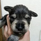 ミニチュアシュナウザー【福島県・男の子・2023年1月26日・ソルトアンドペッパー】の写真1「可愛い男の子」