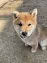 柴犬(標準サイズ)【茨城県・男の子・2024年10月15日・赤】の写真4