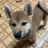 柴犬(標準サイズ)【茨城県・男の子・2025年7月24日・赤】の写真5「僕と遊んでほしいな♫」