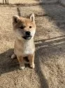 柴犬(標準サイズ)【茨城県・男の子・2024年10月15日・赤】の写真2