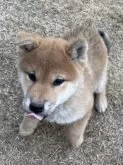 柴犬(標準サイズ)【茨城県・男の子・2024年10月15日・赤】の写真7
