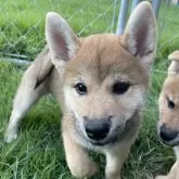 柴犬(標準サイズ)【茨城県・男の子・2025年7月24日・赤】の写真7