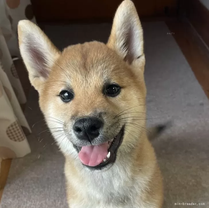 柴犬(標準サイズ)【茨城県・男の子・2025年7月24日・赤】の写真1「笑顔がカワイイです」