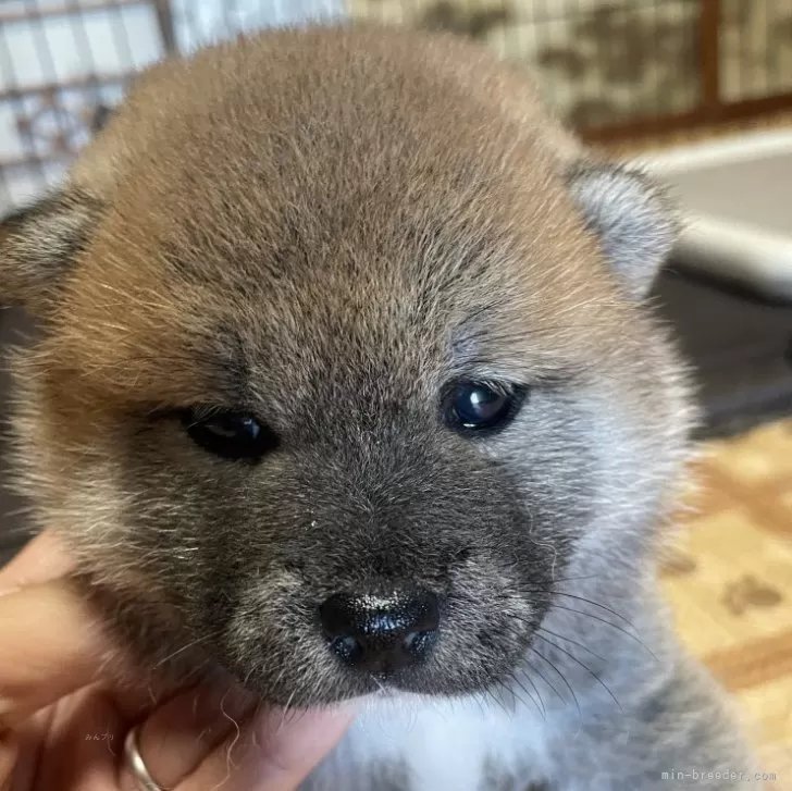 ID:2509-02388の子犬