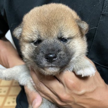 柴犬(標準サイズ)【茨城県・男の子・2025年7月24日・赤】の写真「かわいらしい男の子です」