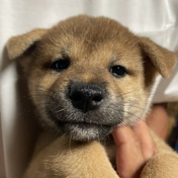 柴犬(標準サイズ)【茨城県・女の子・2025年7月24日・赤】の写真「ママ似で人懐っこい女の子♡」