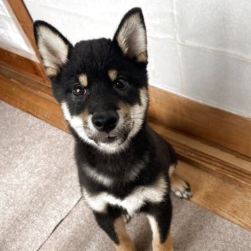 柴犬(標準サイズ)【茨城県・男の子・2025年4月27日・黒】の写真「とっても人懐っこくてお利口さんな男の子⭐︎」