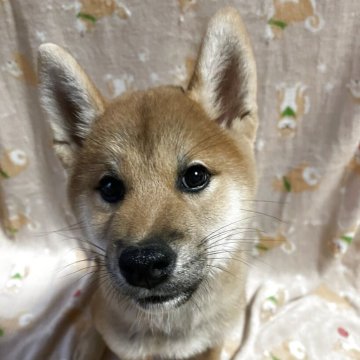 柴犬(標準サイズ)【茨城県・男の子・2025年7月24日・赤】の写真「人懐っこく、賢い男の子です」