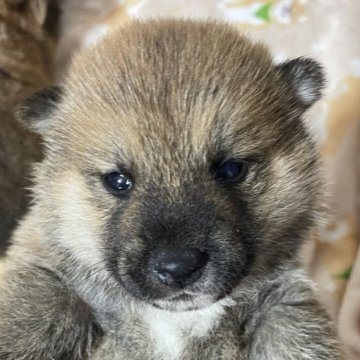 柴犬(標準サイズ)【茨城県・男の子・2025年10月20日・赤】の写真「小ぶりな男の子です」