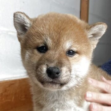 柴犬(標準サイズ)【茨城県・女の子・2025年2月6日・赤】の写真「かわいらしい顔付きです♡」