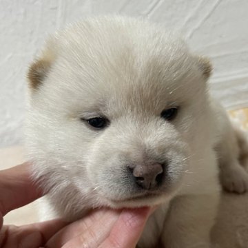 柴犬(標準サイズ)【茨城県・男の子・2025年10月3日・白】の写真「カワイイ顔立ちの白柴くん」