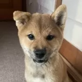 柴犬(標準サイズ)