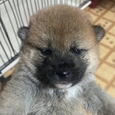 柴犬(標準サイズ)