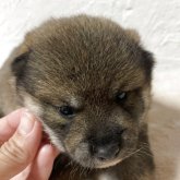 柴犬(標準サイズ)