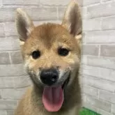 柴犬(標準サイズ)