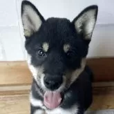 柴犬(標準サイズ)