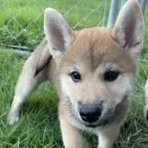柴犬(標準サイズ)
