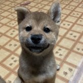 柴犬(標準サイズ)