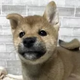 柴犬(標準サイズ)