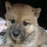 柴犬(標準サイズ)