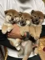柴犬(標準サイズ)【茨城県・男の子・2024年10月15日・赤】の写真14「真ん中の子です」