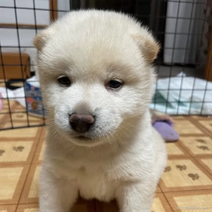 A.A 様のお迎えした子犬