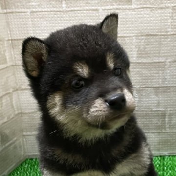 柴犬(標準サイズ)【茨城県・男の子・2023年12月13日・黒】の写真「かわいい黒柴です♡」