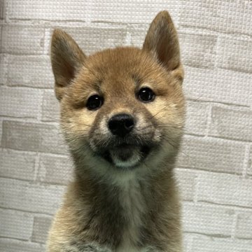 柴犬(標準サイズ)【茨城県・女の子・2024年3月15日・赤】の写真「ブリーダーイチオシ！！赤柴ちゃん♡」